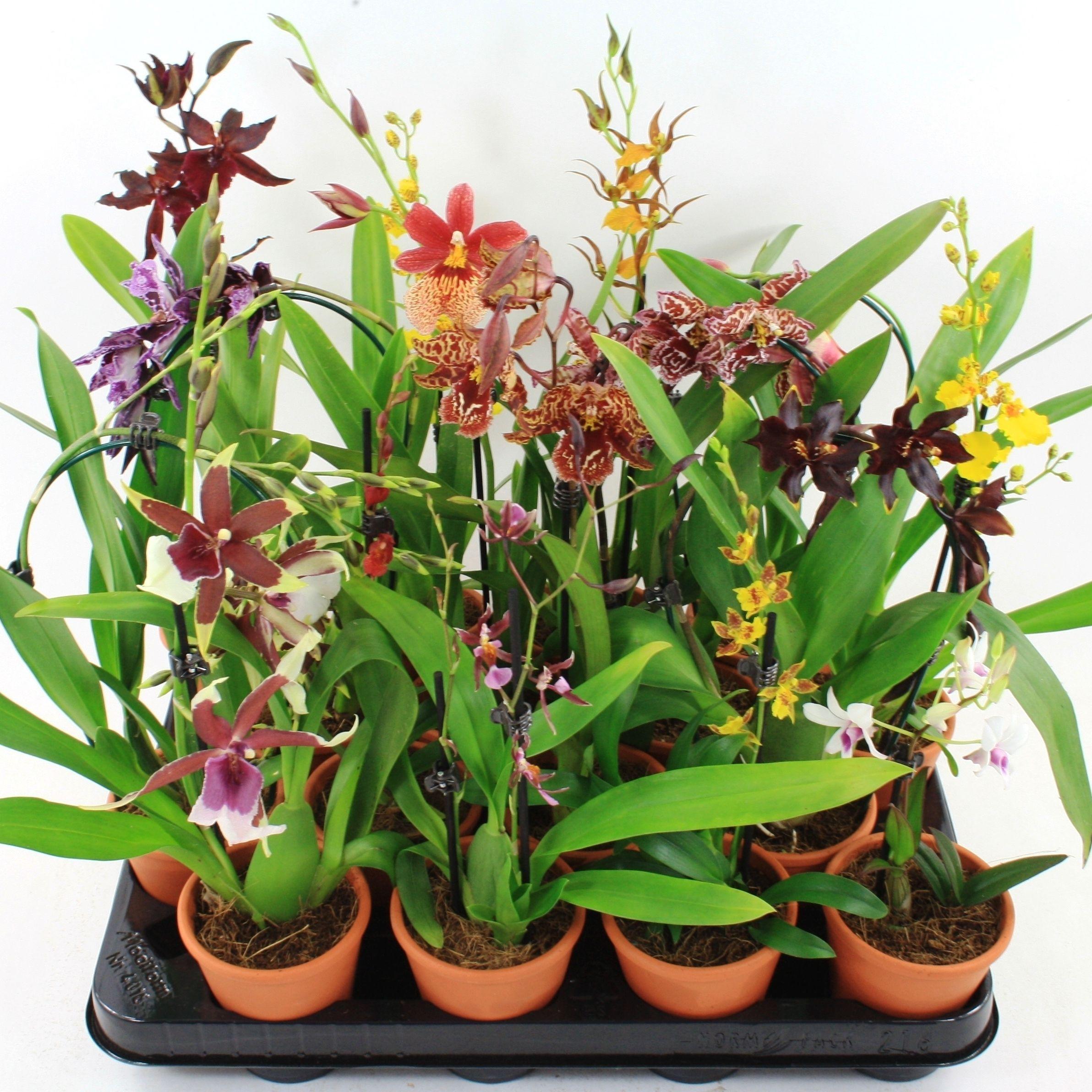 Горшечные цветы и растения оптом Orchideeen Gem от 16шт (для телеги) из Голландии с доставкой по России