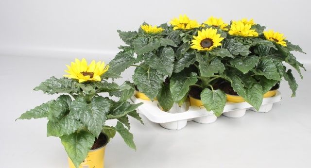 Горшечные цветы и растения оптом Heli Sunsation от 8шт из Голландии с доставкой по России