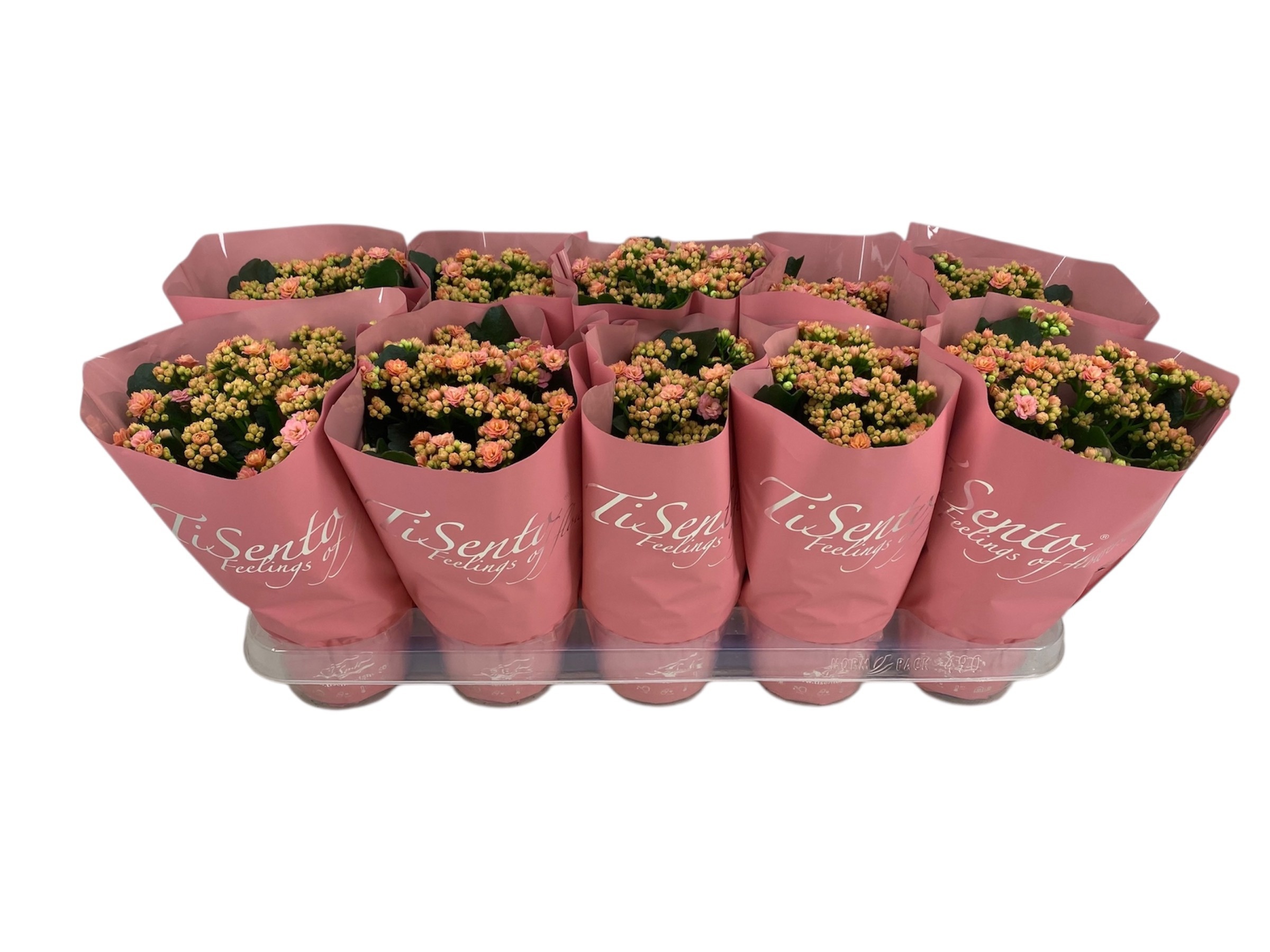 Горшечные цветы и растения оптом Kal Ge Perfecta Rosa от 10шт из Голландии с доставкой по России