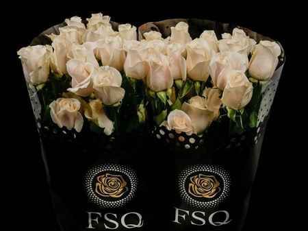 Срезанные цветы оптом Rosa ec vendela от 40шт из Голландии с доставкой по России