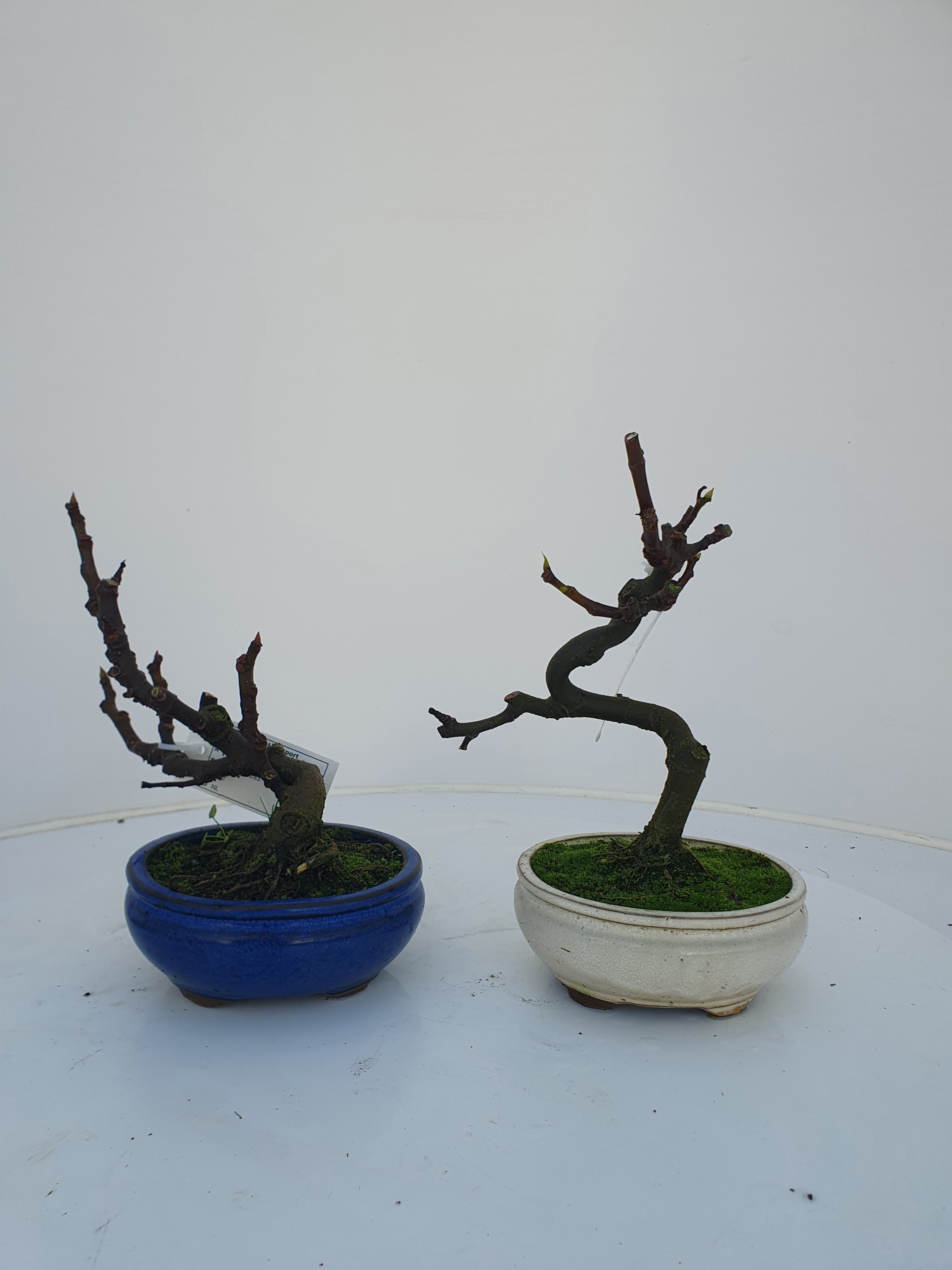 Горшечные цветы и растения оптом Bonsai Ficus Carica, от 3шт из Голландии с доставкой по России