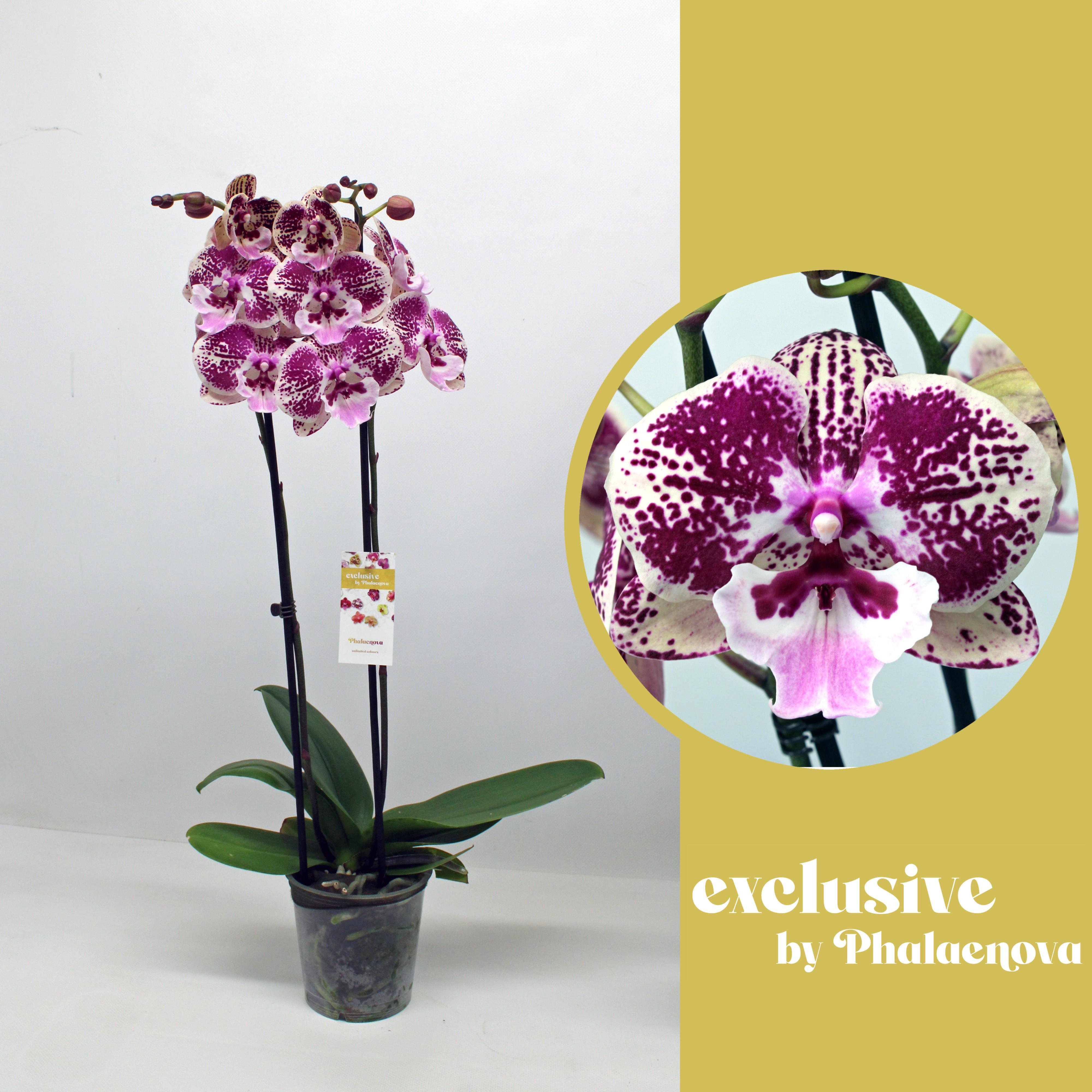 Горшечные цветы и растения оптом Wioletta 2-tak 60cm (rijp) от 10шт из Голландии с доставкой по России