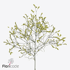 Срезанные цветы оптом Limonium china lemon от 100шт из Голландии с доставкой по России