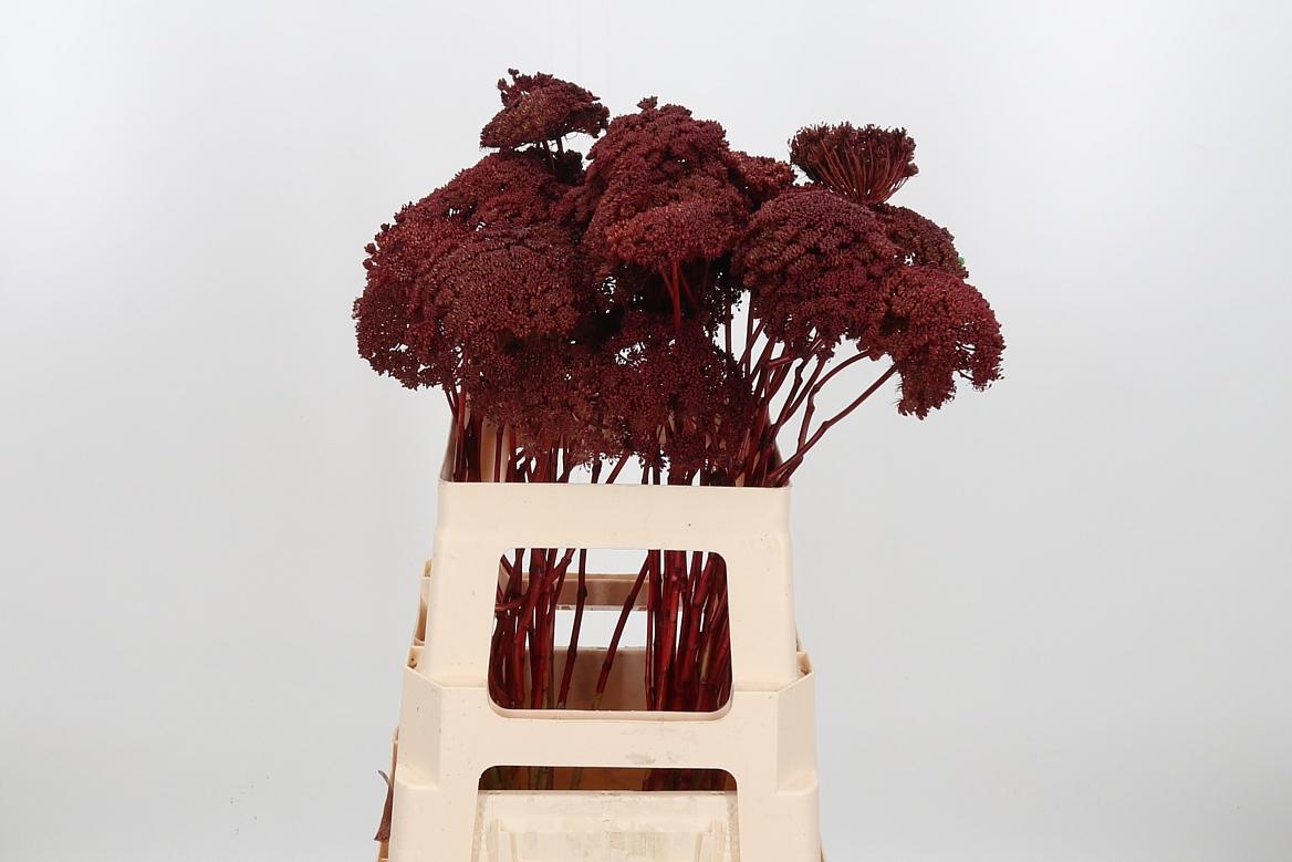 Срезанные цветы оптом Ammi sead paint bordeaux от 50шт из Голландии с доставкой по России