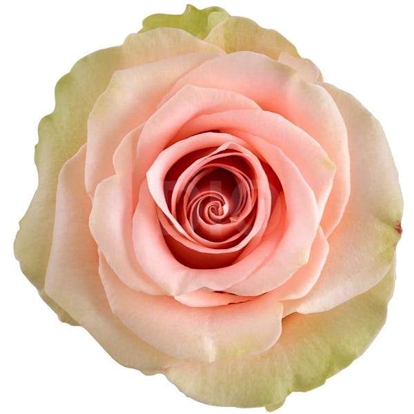 Розы оптом SALMA из Эквадора с доставкой по России