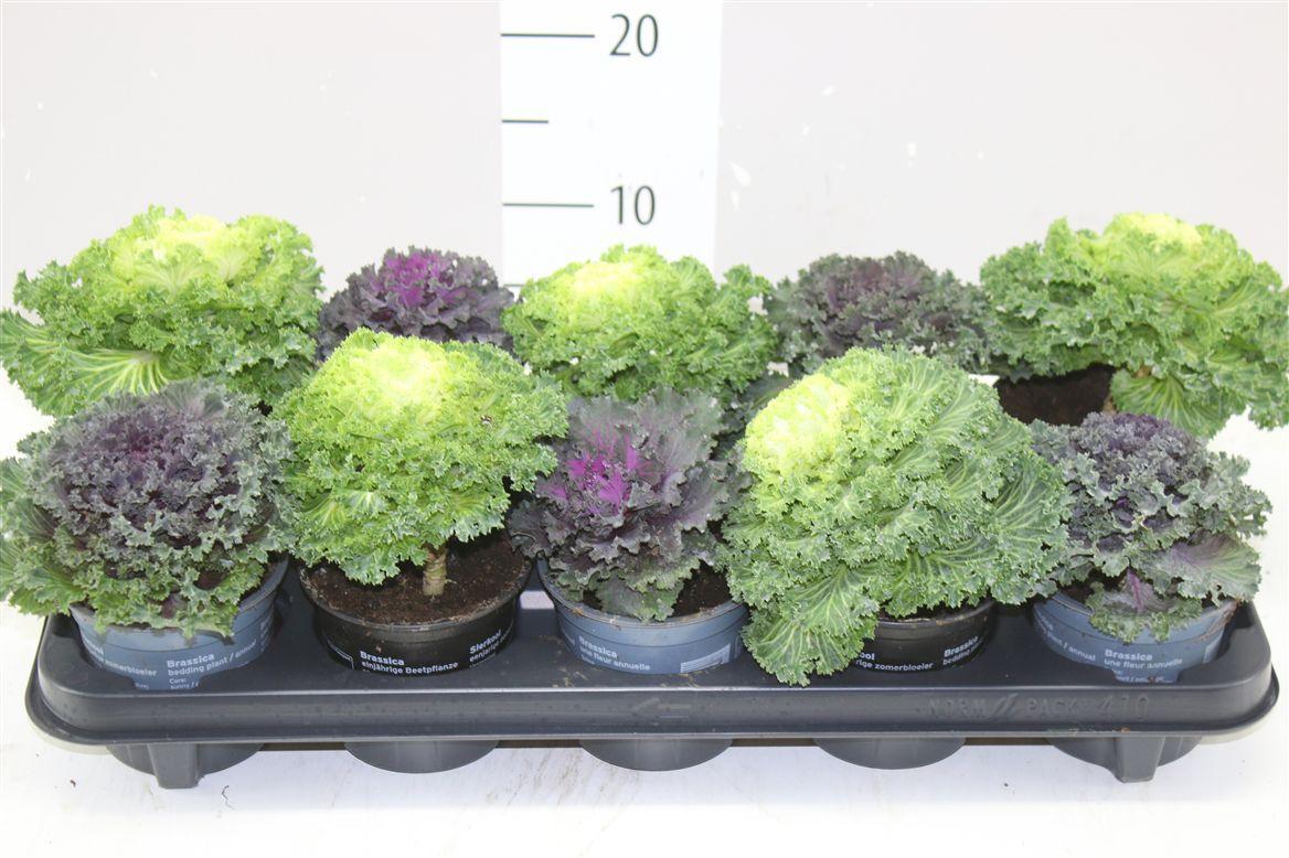 Горшечные цветы и растения оптом Brassica (sierkool) Gemengd от 10шт из Голландии с доставкой по России