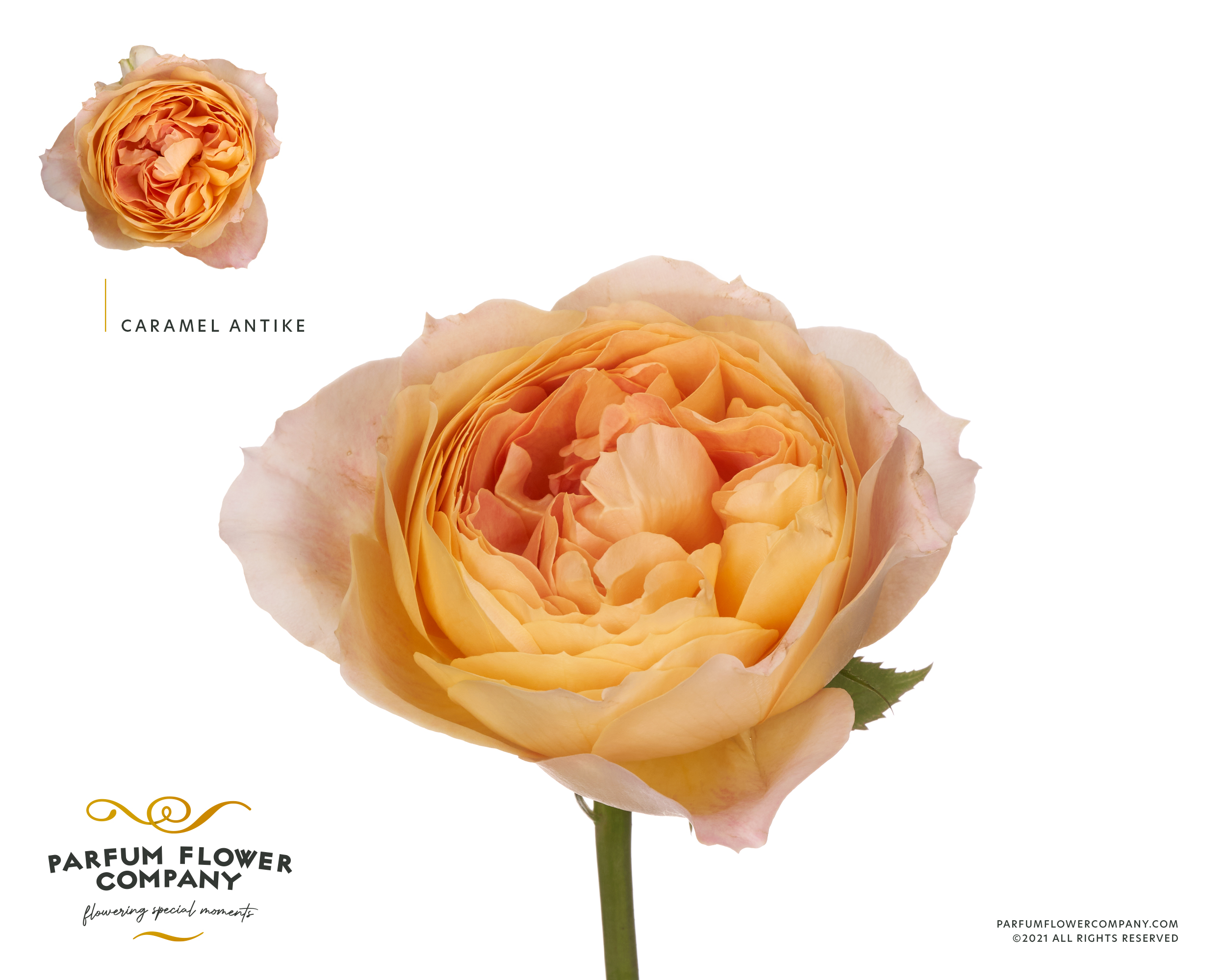 Срезанные цветы оптом Rosa garden caramel antike от 24шт. из Голландии с доставкой по России