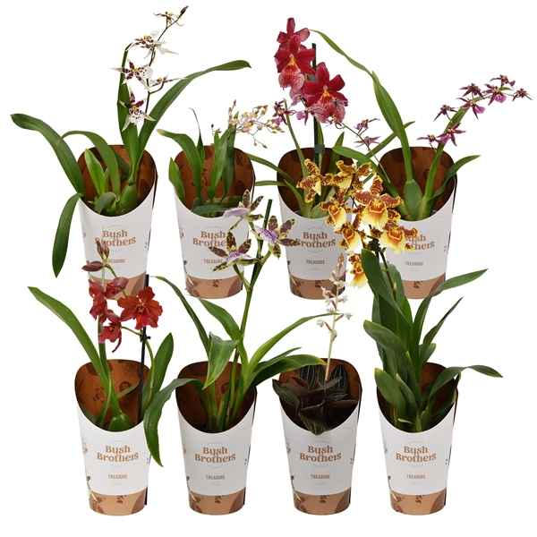 Горшечные цветы и растения оптом Orchid 1-2st Mix от 12шт из Голландии с доставкой по России