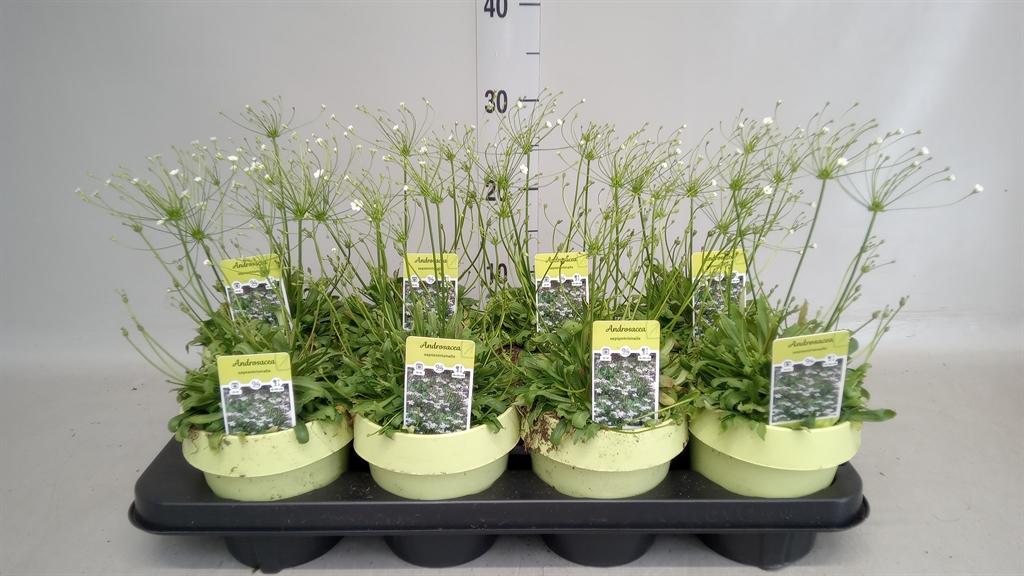 Горшечные цветы и растения оптом Androsace Albana от 8шт из Голландии с доставкой по России