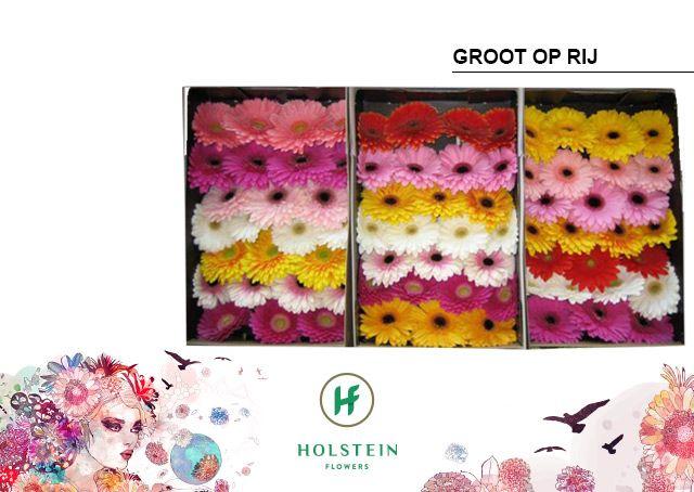 Срезанные цветы оптом Gerbera mix rainbow от 50шт из Голландии с доставкой по России