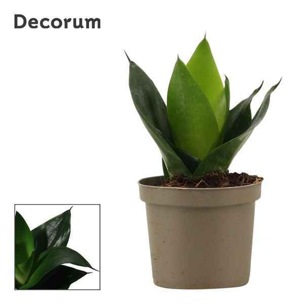 Горшечные цветы и растения оптом Sansevieria Hahnii Black Jade (decorum) от 18шт из Голландии с доставкой по России