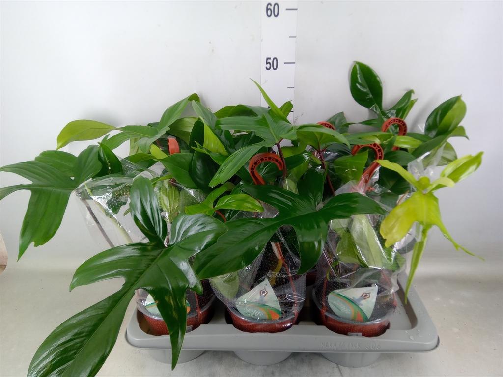 Горшечные цветы и растения оптом Philodendron   ... от 6шт из Голландии с доставкой по России