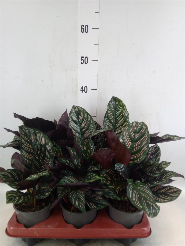 Горшечные цветы и растения оптом Calathea Sanderiana от 6шт из Голландии с доставкой по России
