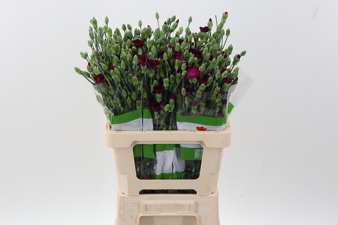 Срезанные цветы оптом Dianthus sp lal otto от 100шт из Голландии с доставкой по России