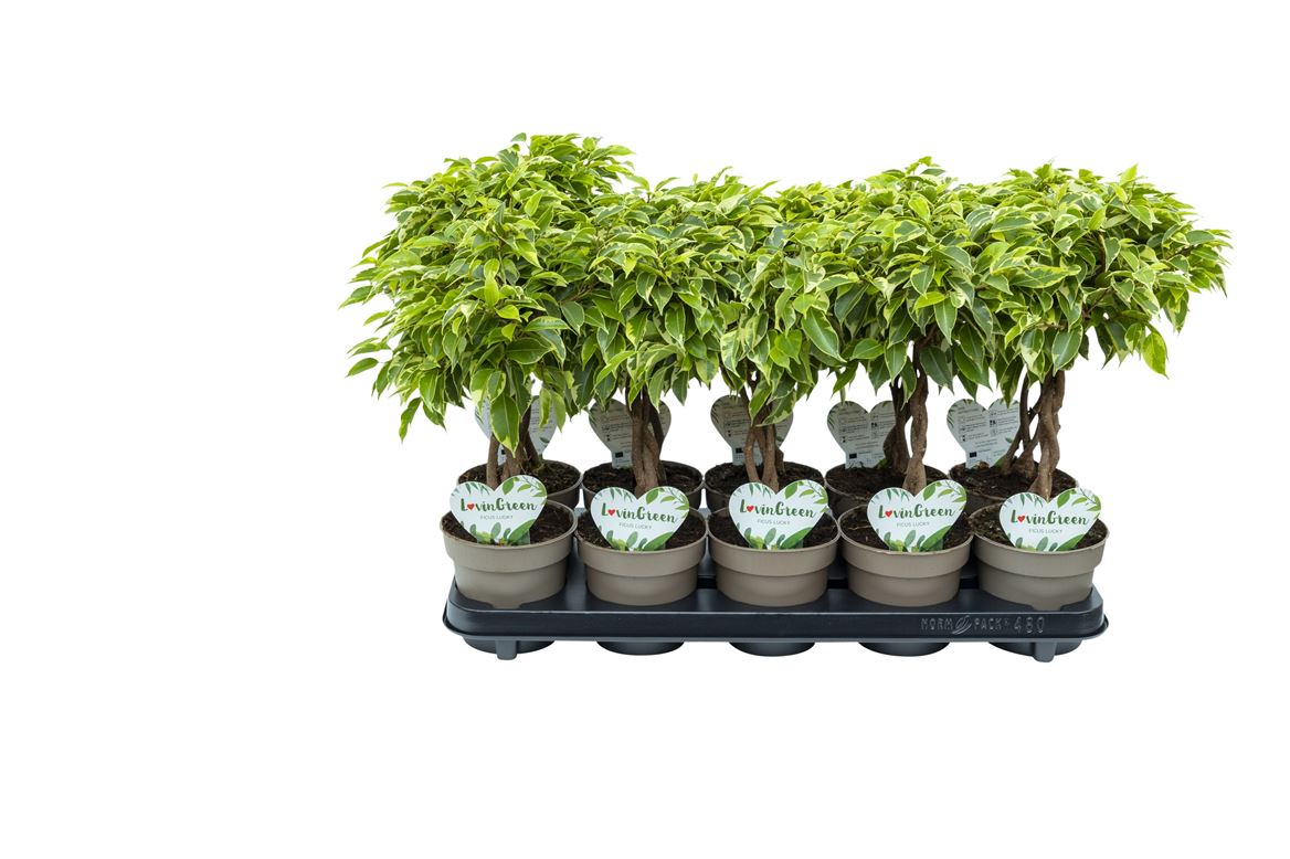 Горшечные цветы и растения оптом Ficus Be Lucky Twisted Stem от 10шт из Голландии с доставкой по России