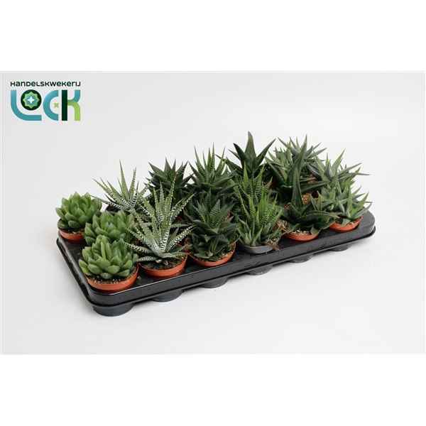 Горшечные цветы и растения оптом Haworthia Mix от 12шт из Голландии с доставкой по России