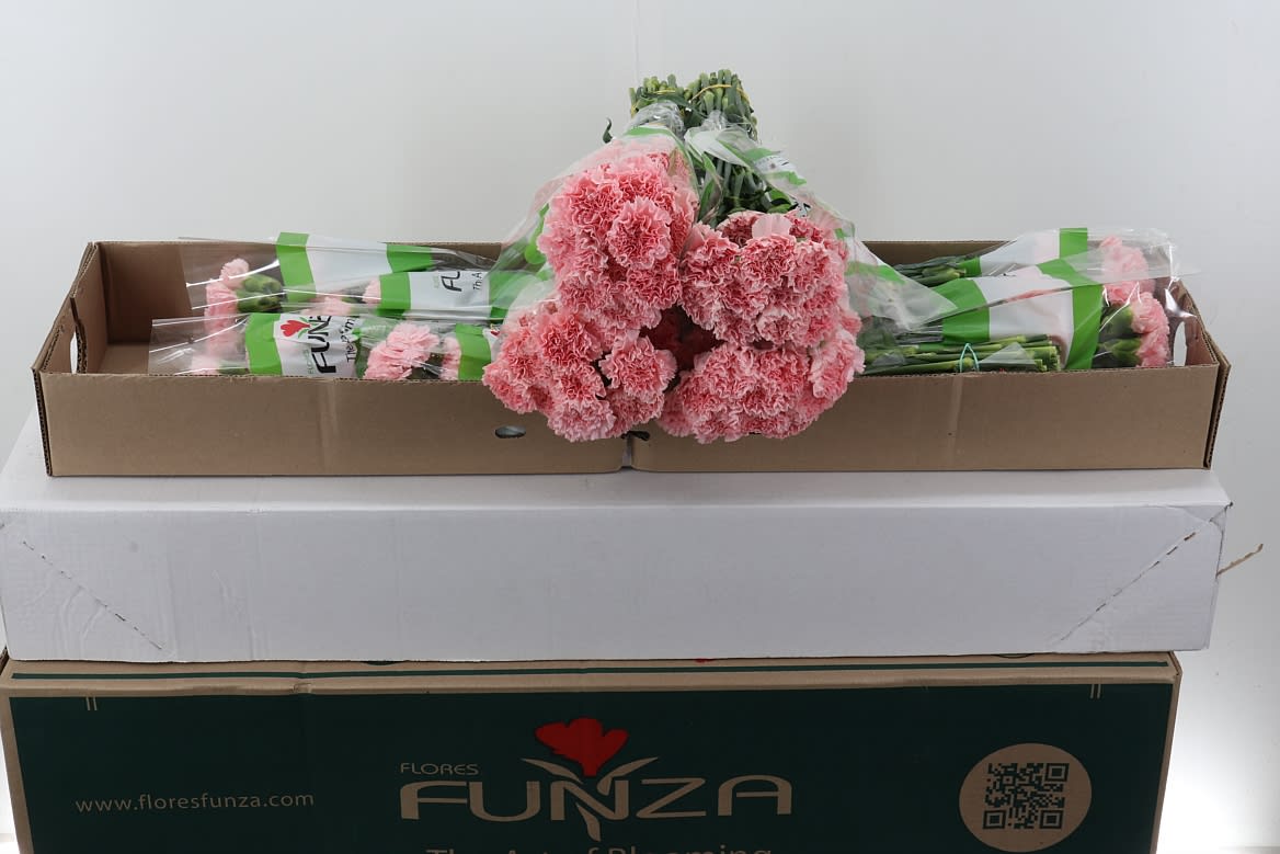 Срезанные цветы оптом Dianthus st pink cute от 160шт из Голландии с доставкой по России