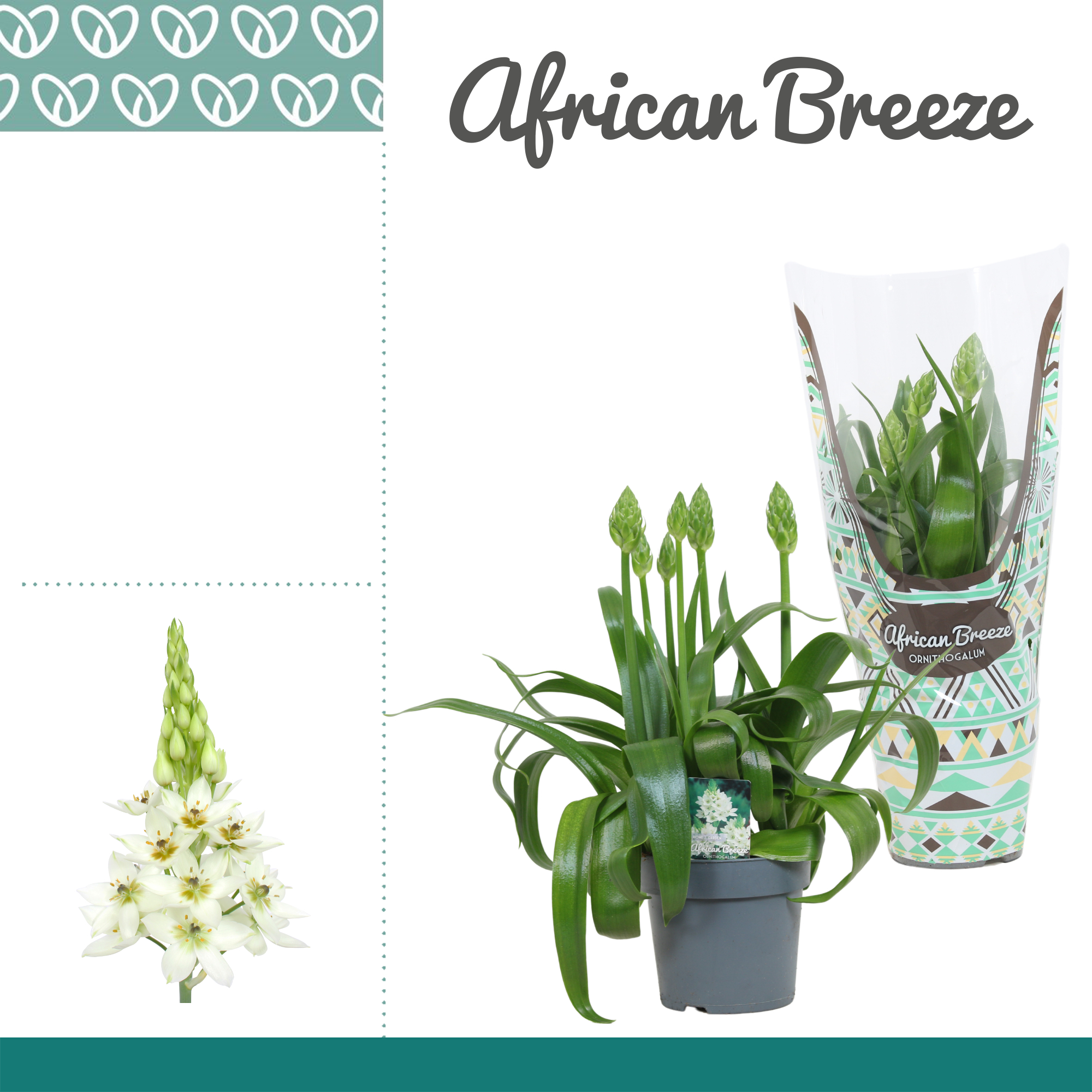 Горшечные цветы и растения оптом Ornithogalum Thyrs Snowflake White 4pp от 7шт из Голландии с доставкой по России