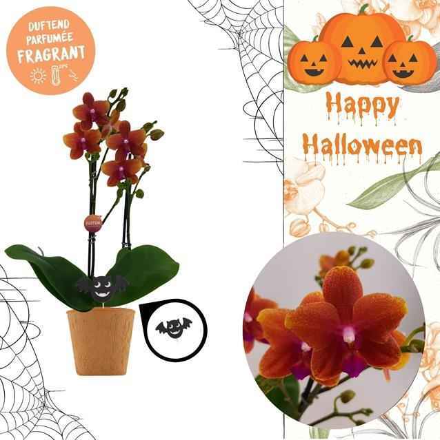 Горшечные цветы и растения оптом Phalaenopsis Mf. Bolgheri (geurend) от 6шт из Голландии с доставкой по России