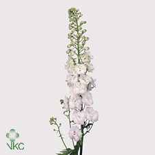Срезанные цветы оптом Delphinium el du centurion white от 40шт из Голландии с доставкой по России