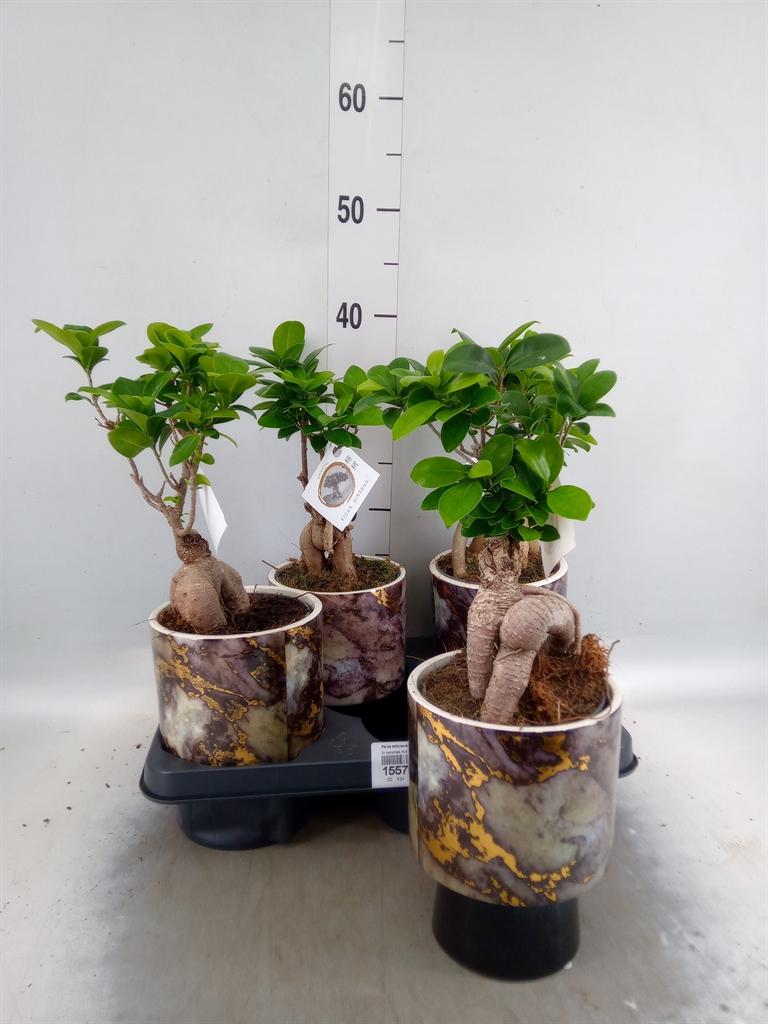 Горшечные цветы и растения оптом Ficus Ginseng от 4шт из Голландии с доставкой по России