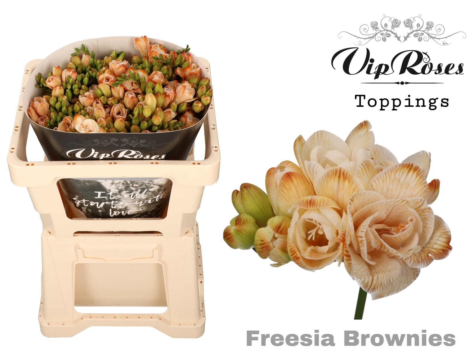 Срезанные цветы оптом Freesia do paint brownies от 50шт из Голландии с доставкой по России