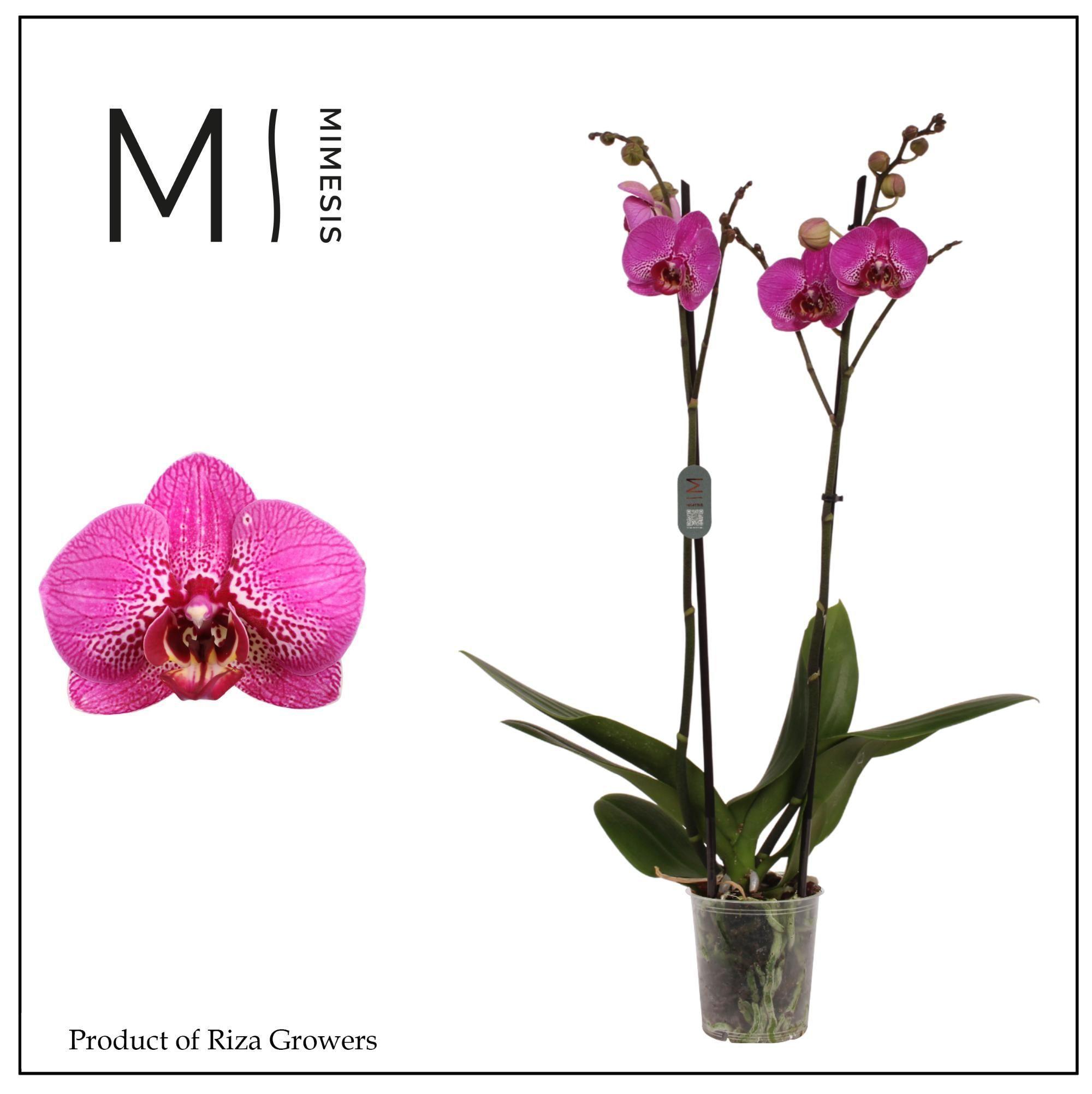 Горшечные цветы и растения оптом Phal 2st Street Spirit 16+ (orchid Growers) от 10шт из Голландии с доставкой по России