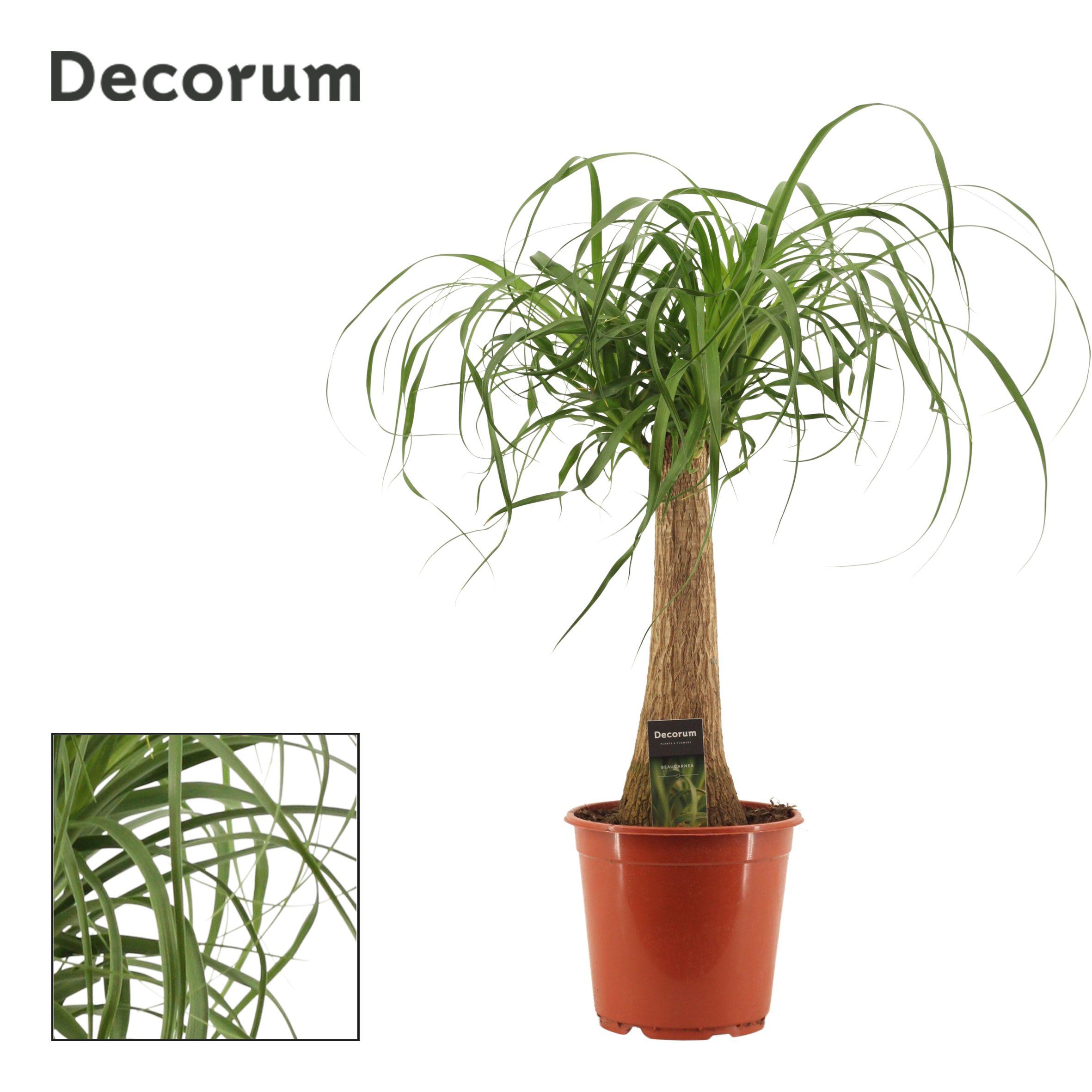 Горшечные цветы и растения оптом Beaucarnea On Stem Variegated (decorum) от 1шт из Голландии с доставкой по России