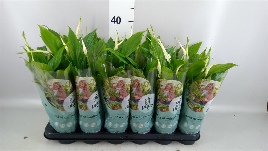 Горшечные цветы и растения оптом Spathiphyllum chopin от 18шт (для телеги) из Голландии с доставкой по России