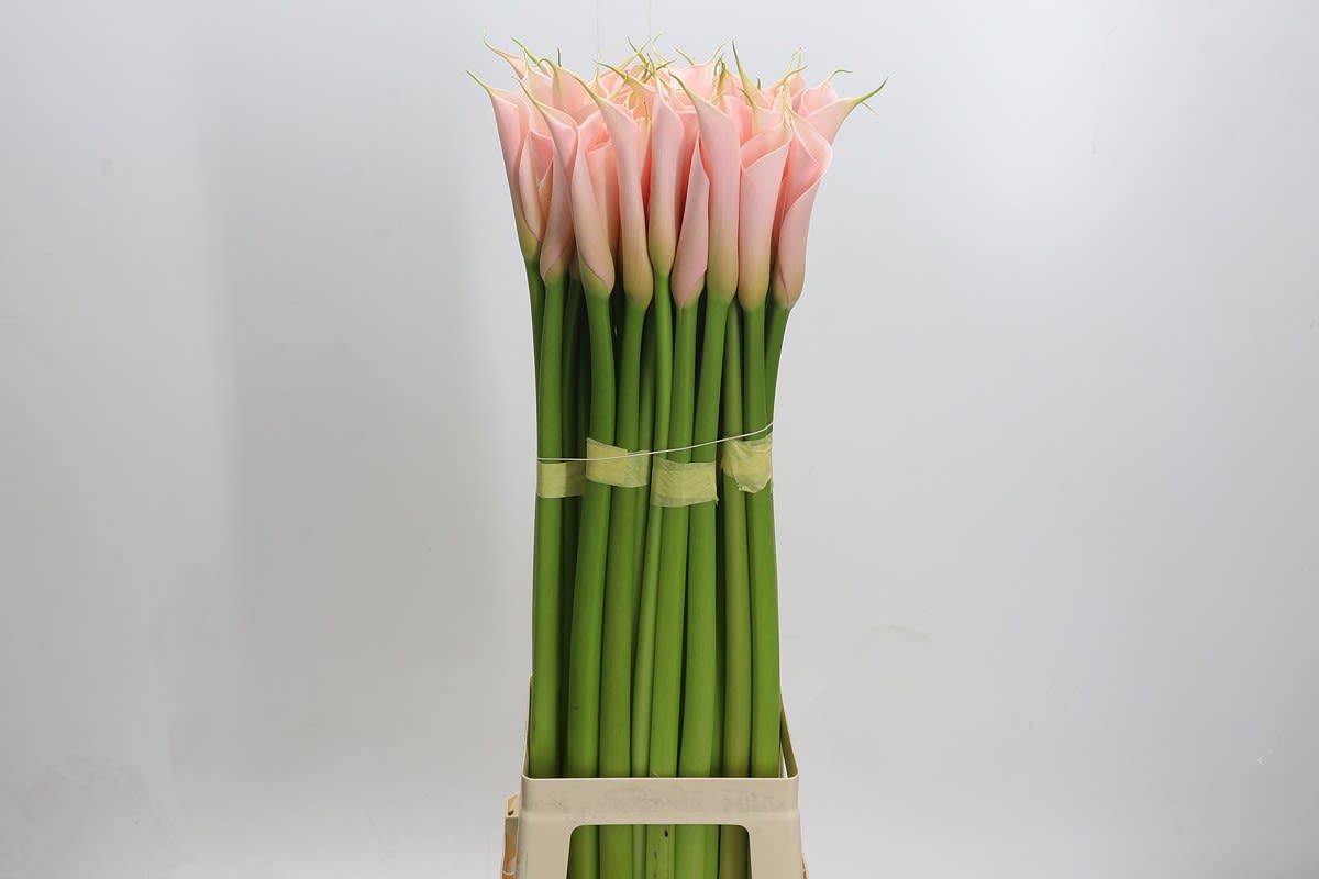 Срезанные цветы оптом Zantedeschia ae eydolls salmon от 60шт. из Голландии с доставкой по России