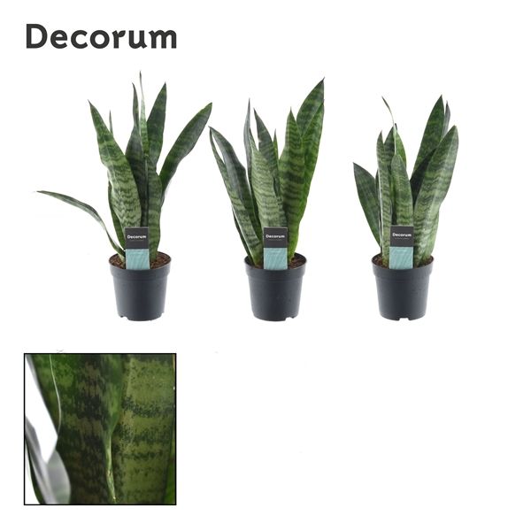 Горшечные цветы и растения оптом Sansevieria Black Coral (decorum) от 16шт из Голландии с доставкой по России