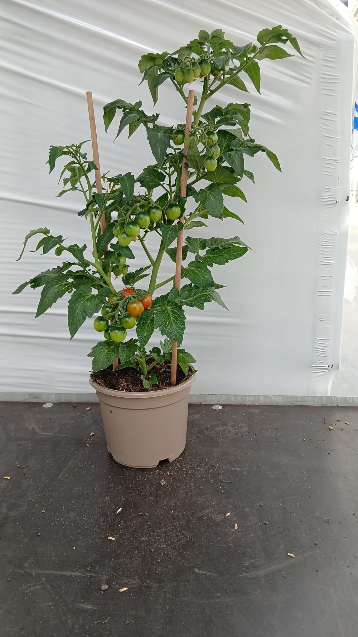 Горшечные цветы и растения оптом Tomatenplanten от 4шт из Голландии с доставкой по России