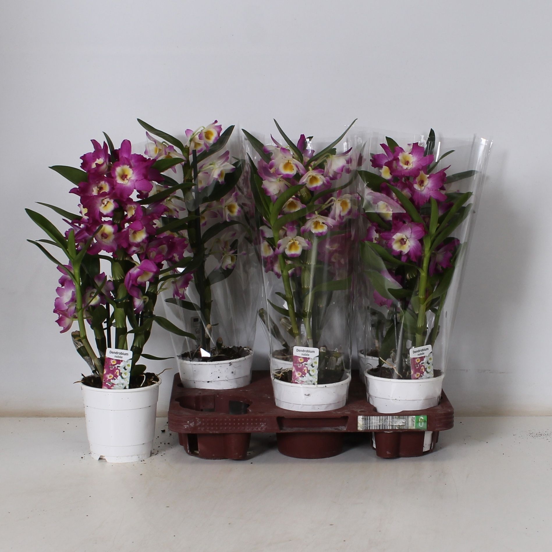 Горшечные цветы и растения оптом Dendr N Gem от 6шт из Голландии с доставкой по России