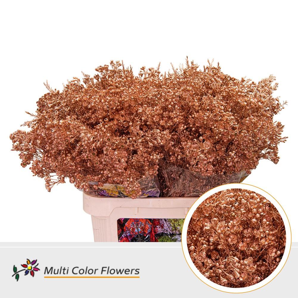 Срезанные цветы оптом Chamelaucium paint copper от 75шт из Голландии с доставкой по России