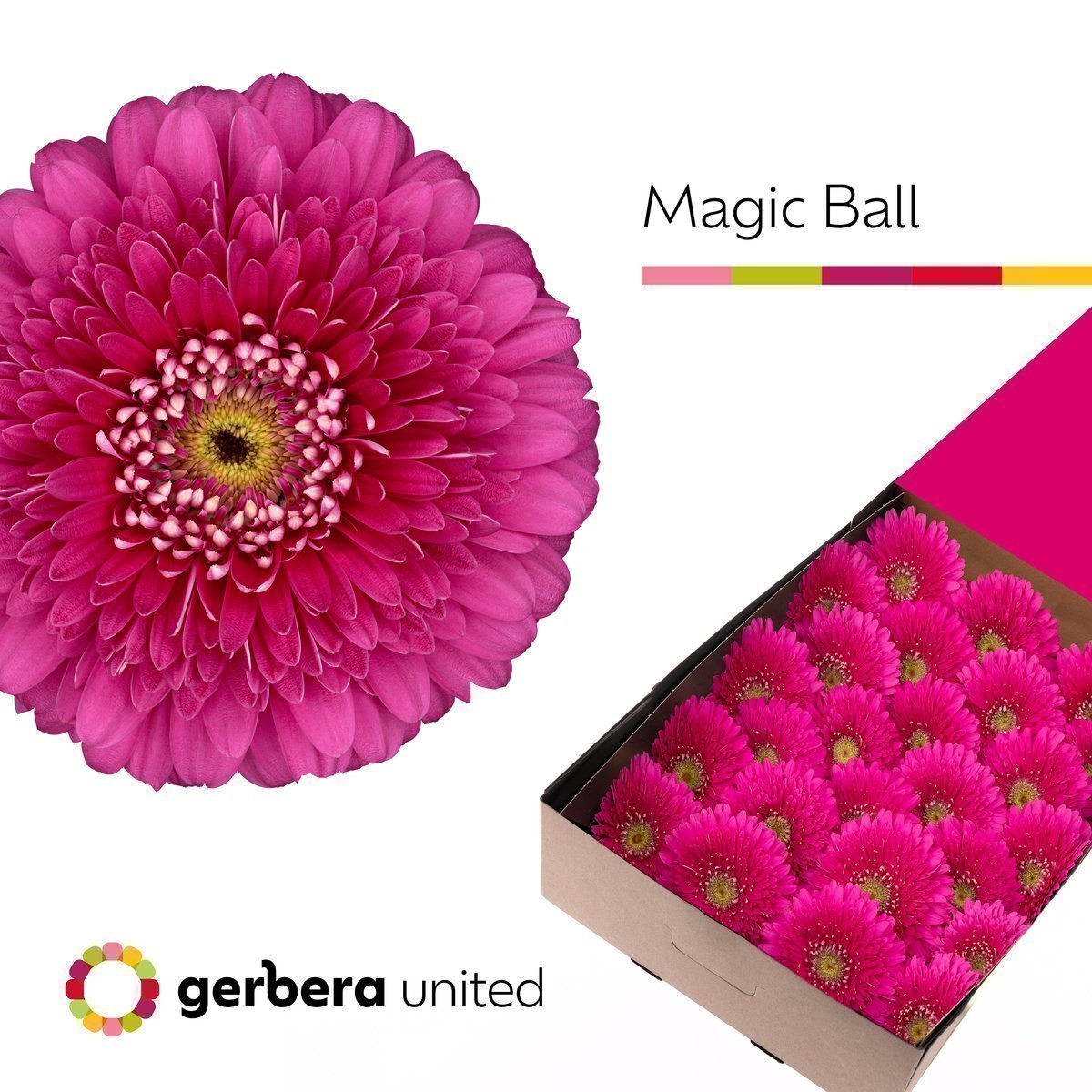 Срезанные цветы оптом Gerbera magic ball от 25шт из Голландии с доставкой по России