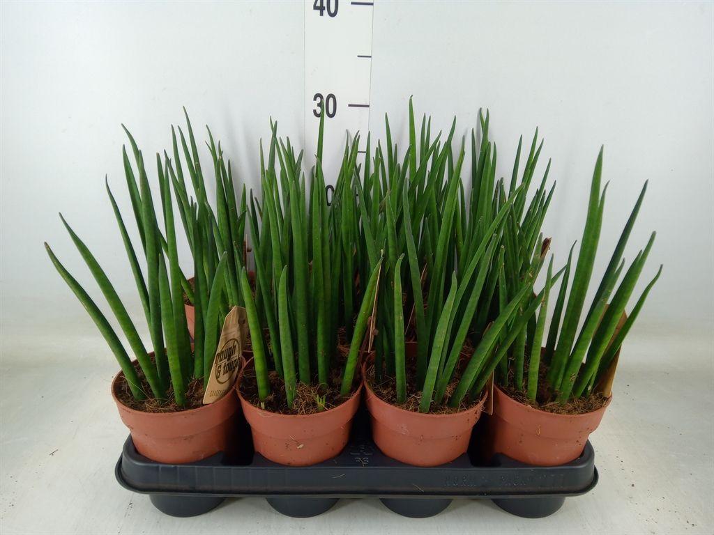 Горшечные цветы и растения оптом Sansevieria Bacularis от 11шт из Голландии с доставкой по России
