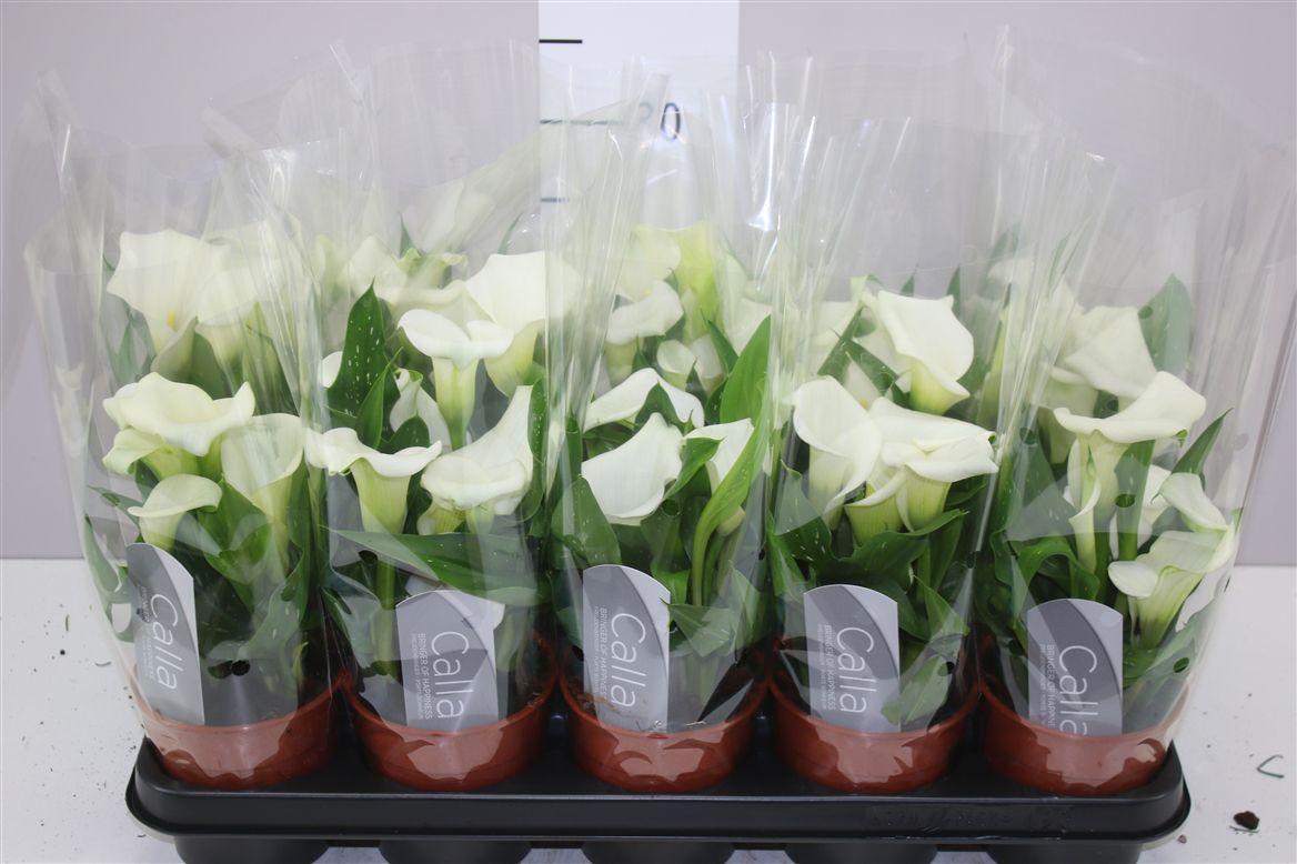 Горшечные цветы и растения оптом Zant Capt Fresco White от 10шт из Голландии с доставкой по России