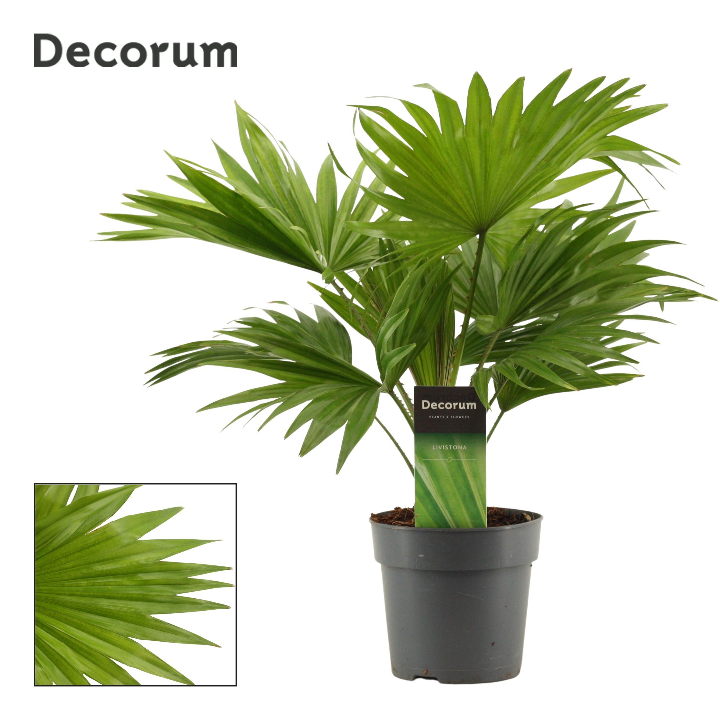 Горшечные цветы и растения оптом Livistona Rotundifolia (dec) от 10шт из Голландии с доставкой по России
