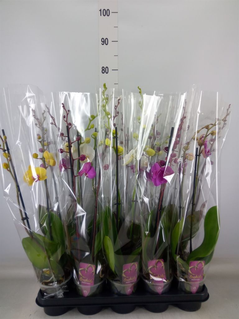 Горшечные цветы и растения оптом Phalaenopsis   ...mix от 10шт из Голландии с доставкой по России