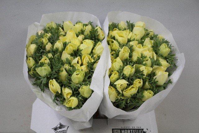 Срезанные цветы оптом Anemone powder yellow от 100шт из Голландии с доставкой по России