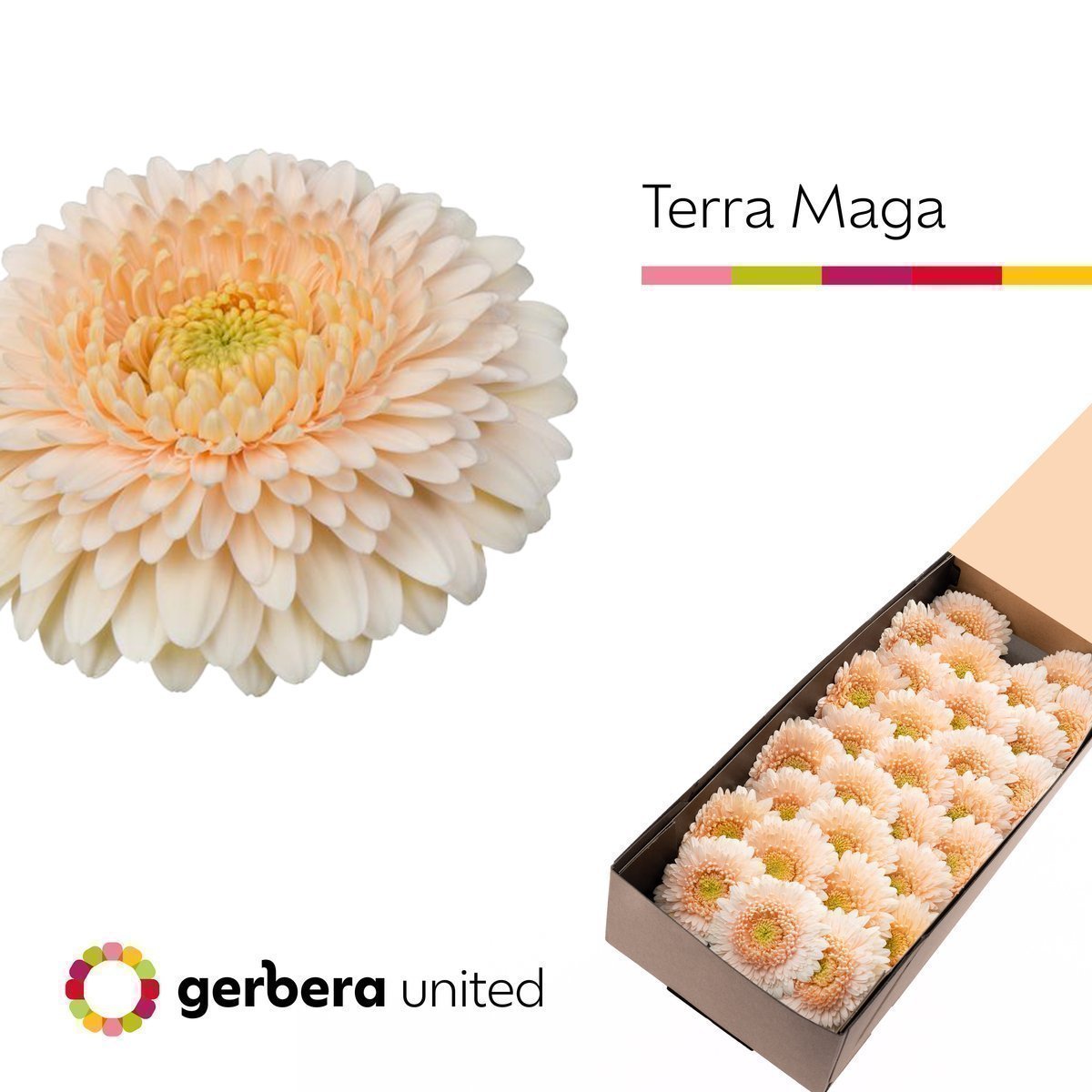 Срезанные цветы оптом Germini terra maga от 60шт из Голландии с доставкой по России