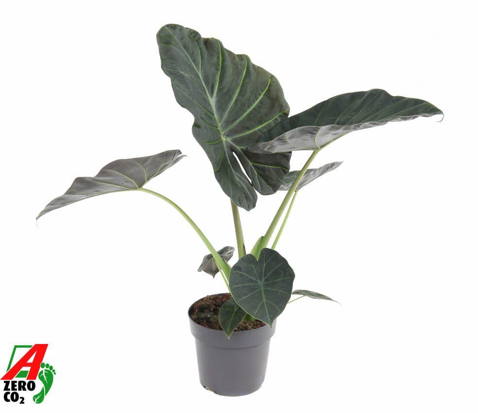 Горшечные цветы и растения оптом Alocasia Regal Shields от 1шт (для телеги) из Голландии с доставкой по России
