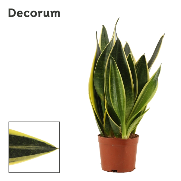 Горшечные цветы и растения оптом Sansevieria Canary (decorum) от 18шт из Голландии с доставкой по России