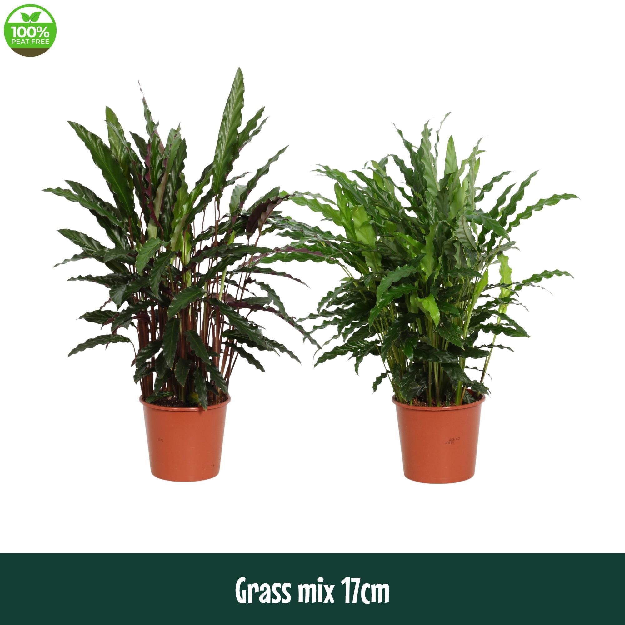 Горшечные цветы и растения оптом Calathea Grass Mix от 6шт из Голландии с доставкой по России