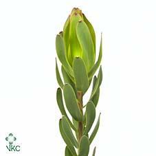 Срезанные цветы оптом Leucadendron laurel yellow от 50шт. из Голландии с доставкой по России