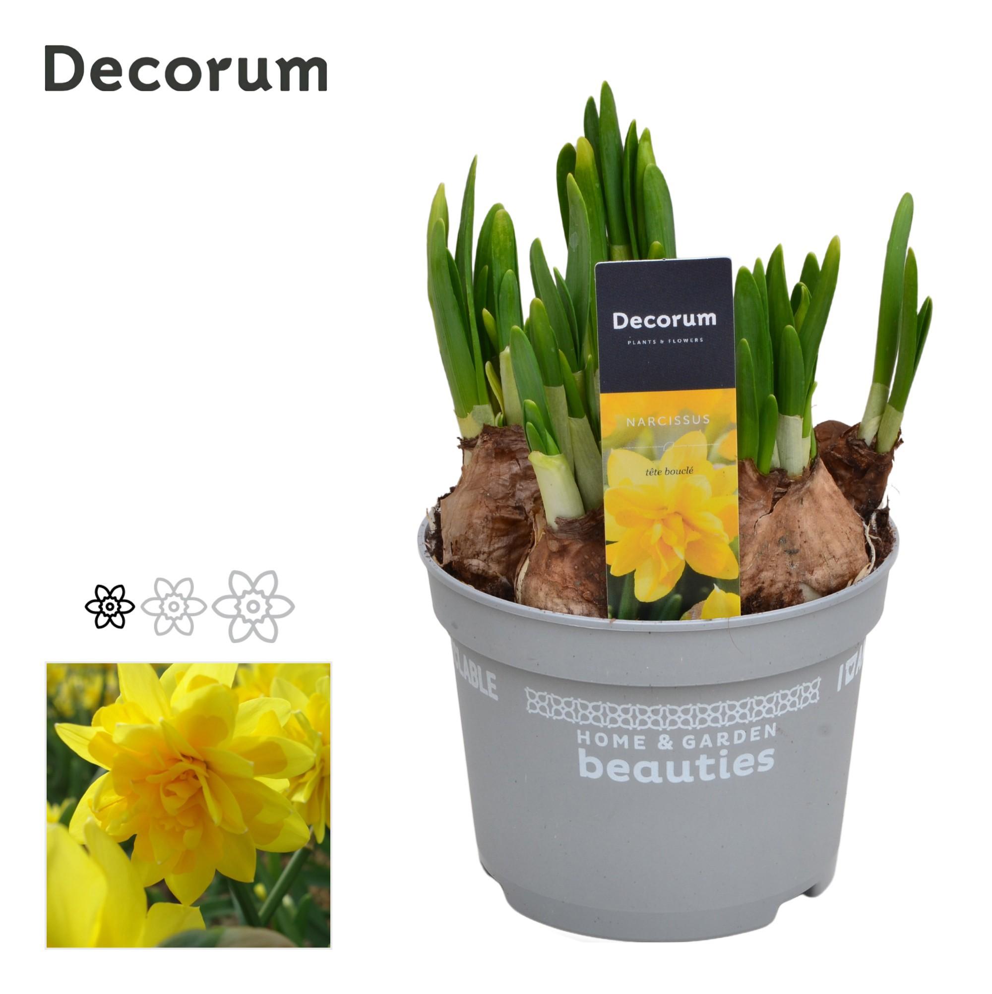 Горшечные цветы и растения оптом Narcissus Tete Boucle (decorum) от 10шт из Голландии с доставкой по России