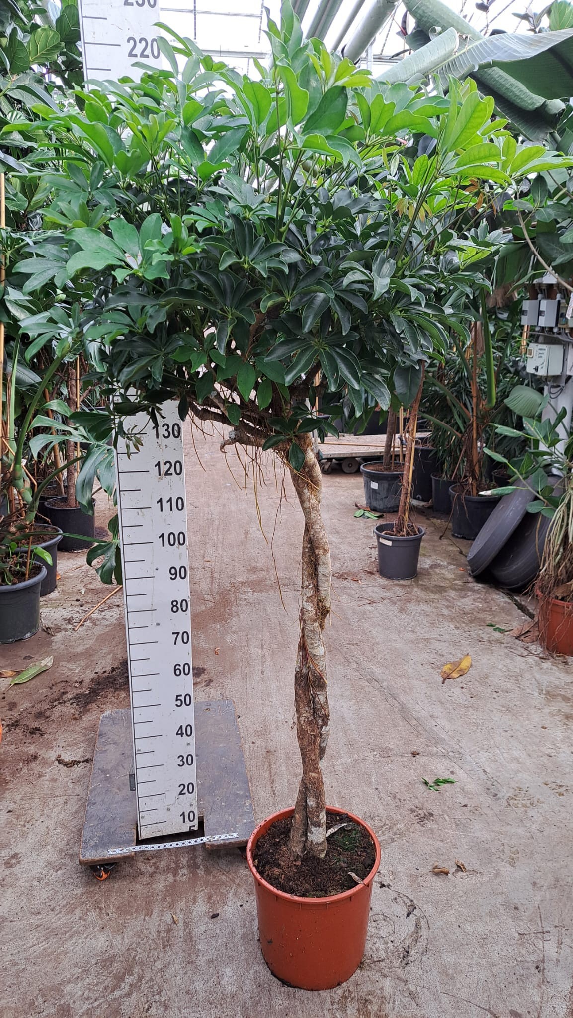 Горшечные цветы и растения оптом Schefflera Compacta Twister от 1шт из Голландии с доставкой по России