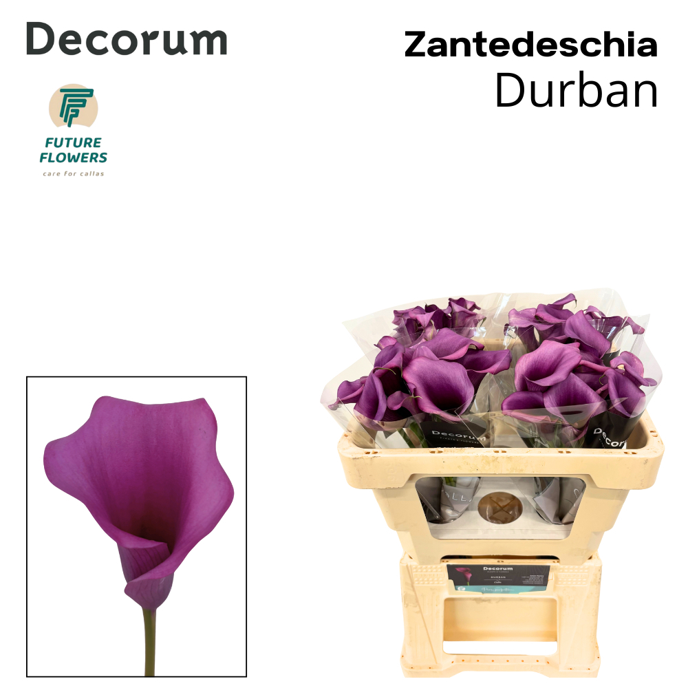 Срезанные цветы оптом Zantedeschia durban от 40шт. из Голландии с доставкой по России