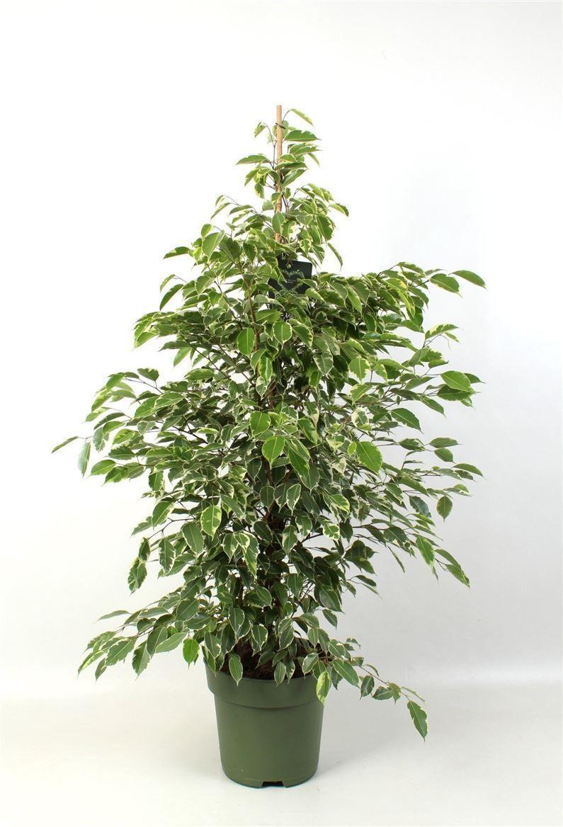 Горшечные цветы и растения оптом Ficus Be Golden King от 1шт из Голландии с доставкой по России