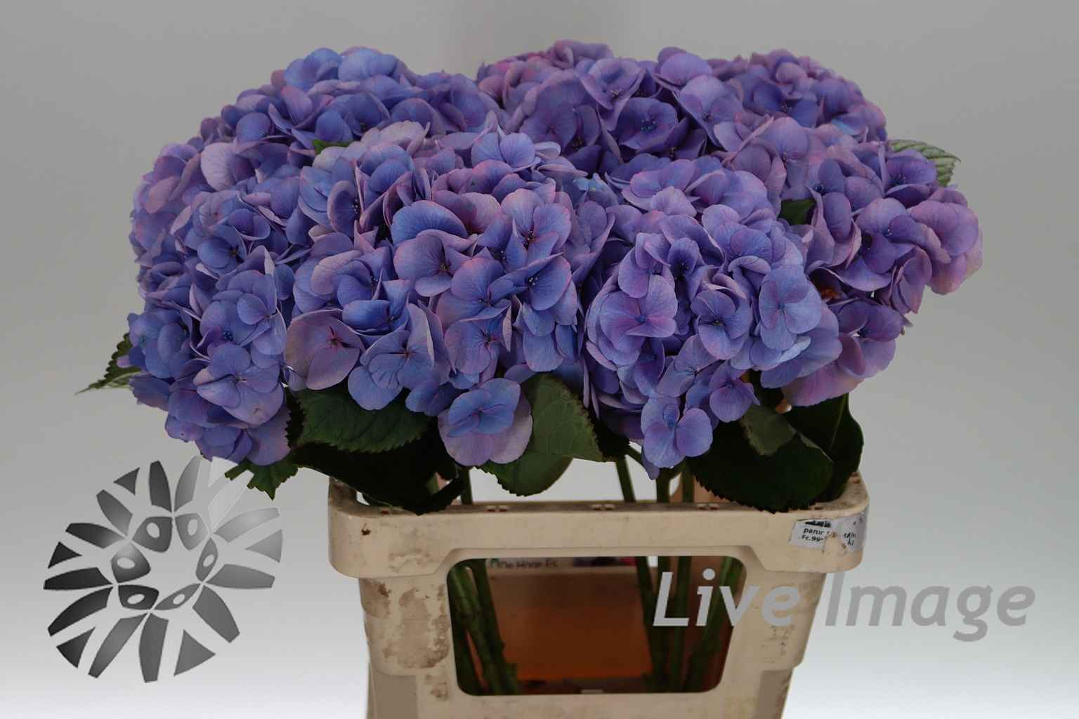 Срезанные цветы оптом Hydrangea royal love (blauw) от 10шт из Голландии с доставкой по России